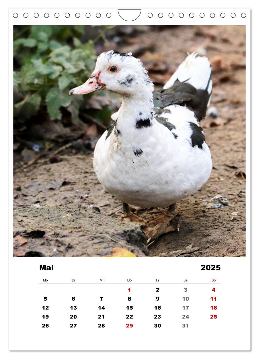 Bild: 9783435928521 | Bauernhoftiere, ganz nah dran (Wandkalender 2025 DIN A4 hoch),...