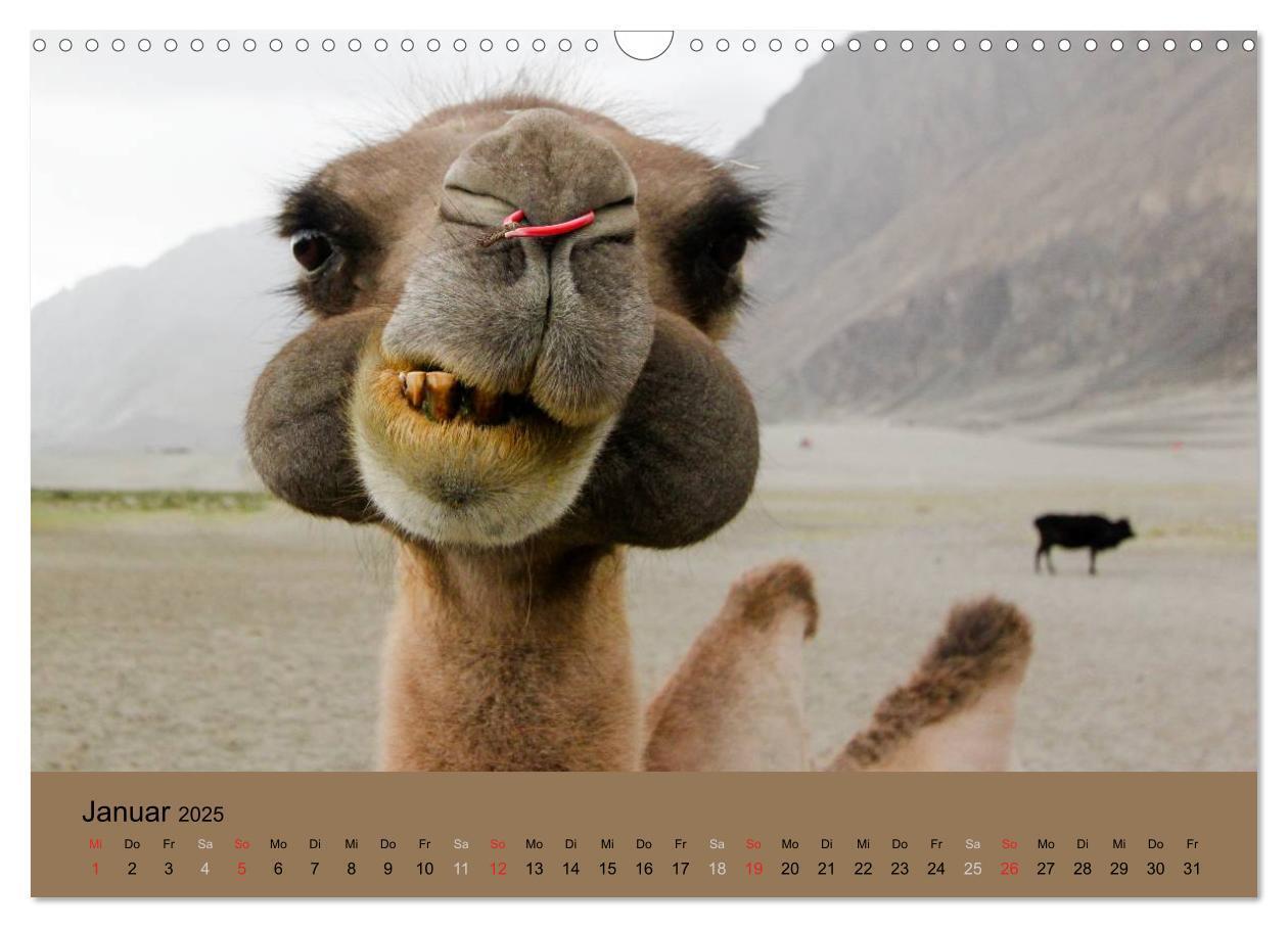 Bild: 9783435591688 | Kamel Porträt (Wandkalender 2025 DIN A3 quer), CALVENDO Monatskalender