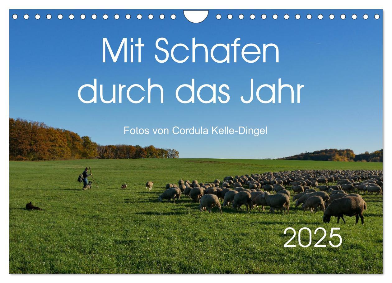 Cover: 9783435308361 | Mit Schafen durch das Jahr (Wandkalender 2025 DIN A4 quer),...