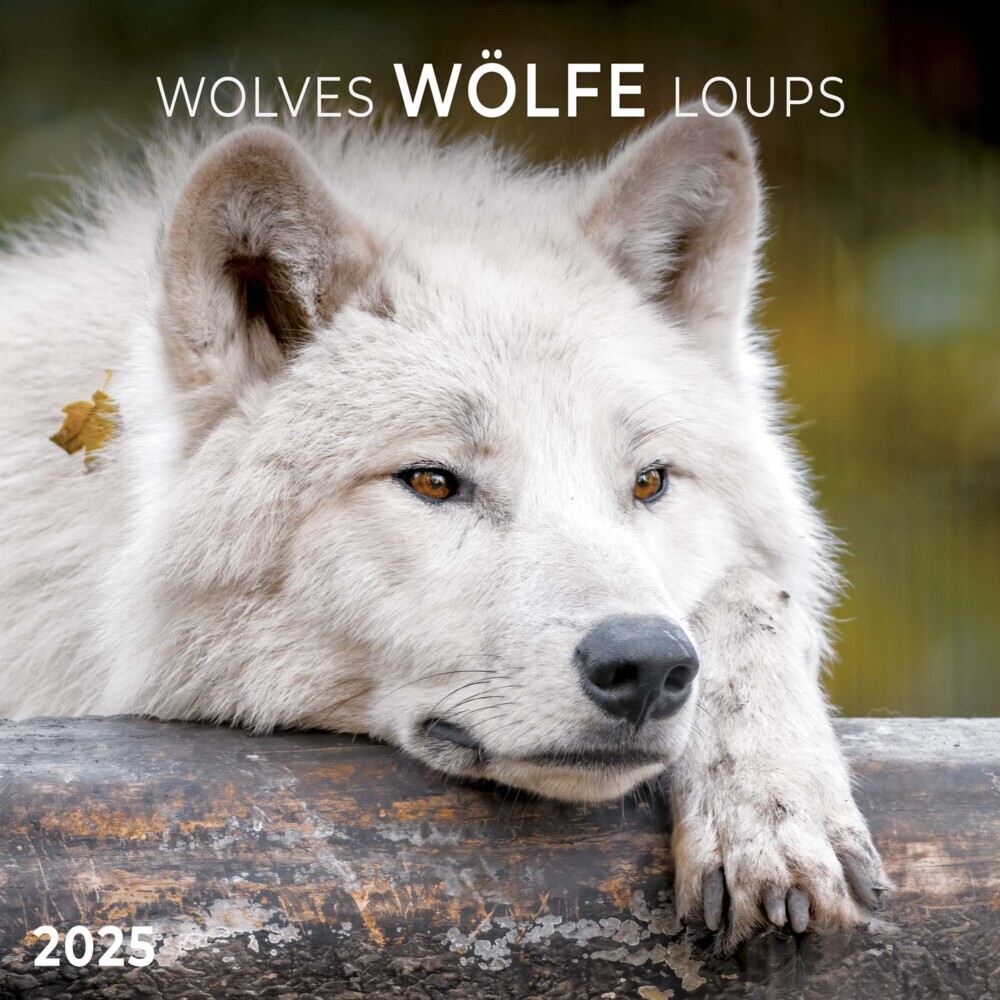 Cover: 9783959294614 | Wolves/Wölfe 2025 | Kalender 2025 | Kalender | Drahtheftung | 28 S.