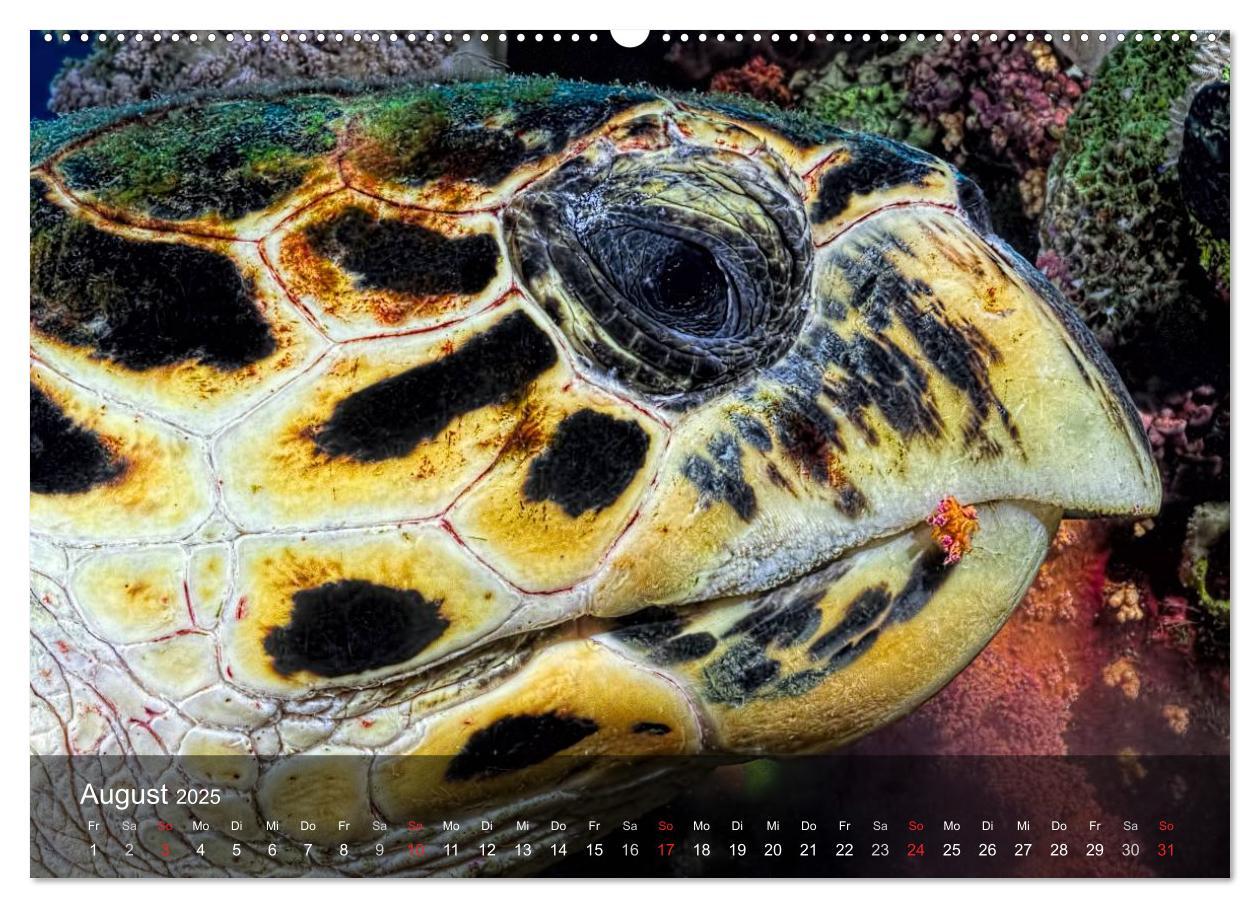 Bild: 9783435596959 | Schildkröten des Ozeans (Wandkalender 2025 DIN A2 quer), CALVENDO...