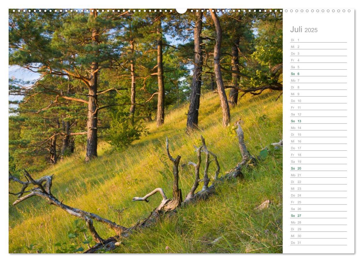 Bild: 9783435541850 | Im Deutschen Wald 2025 - ein Notizkalender (Wandkalender 2025 DIN...