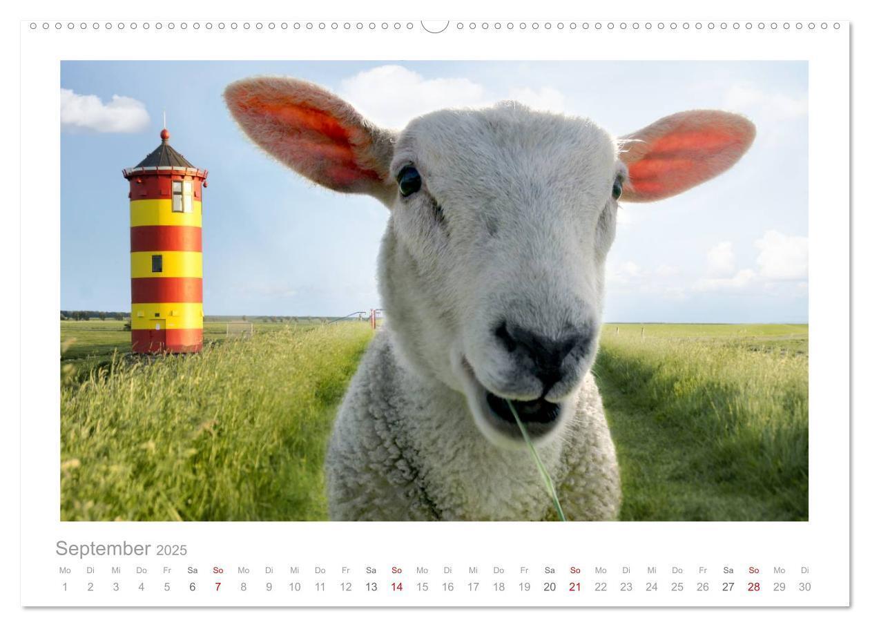 Bild: 9783435644520 | Nordsee Schafe (Wandkalender 2025 DIN A2 quer), CALVENDO...