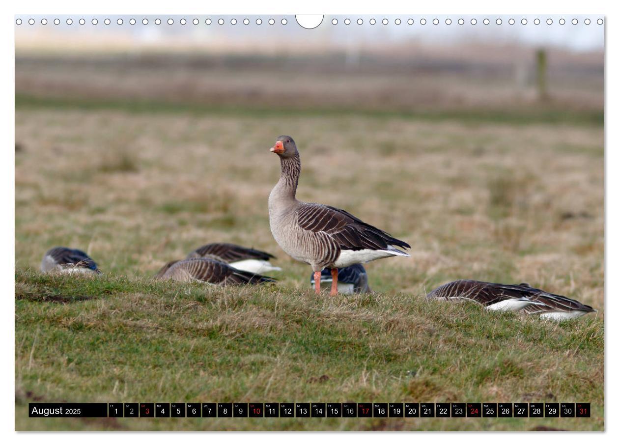 Bild: 9783435376568 | Gefiederte Schönheiten - Wildgänse in Norddeutschland (Wandkalender...