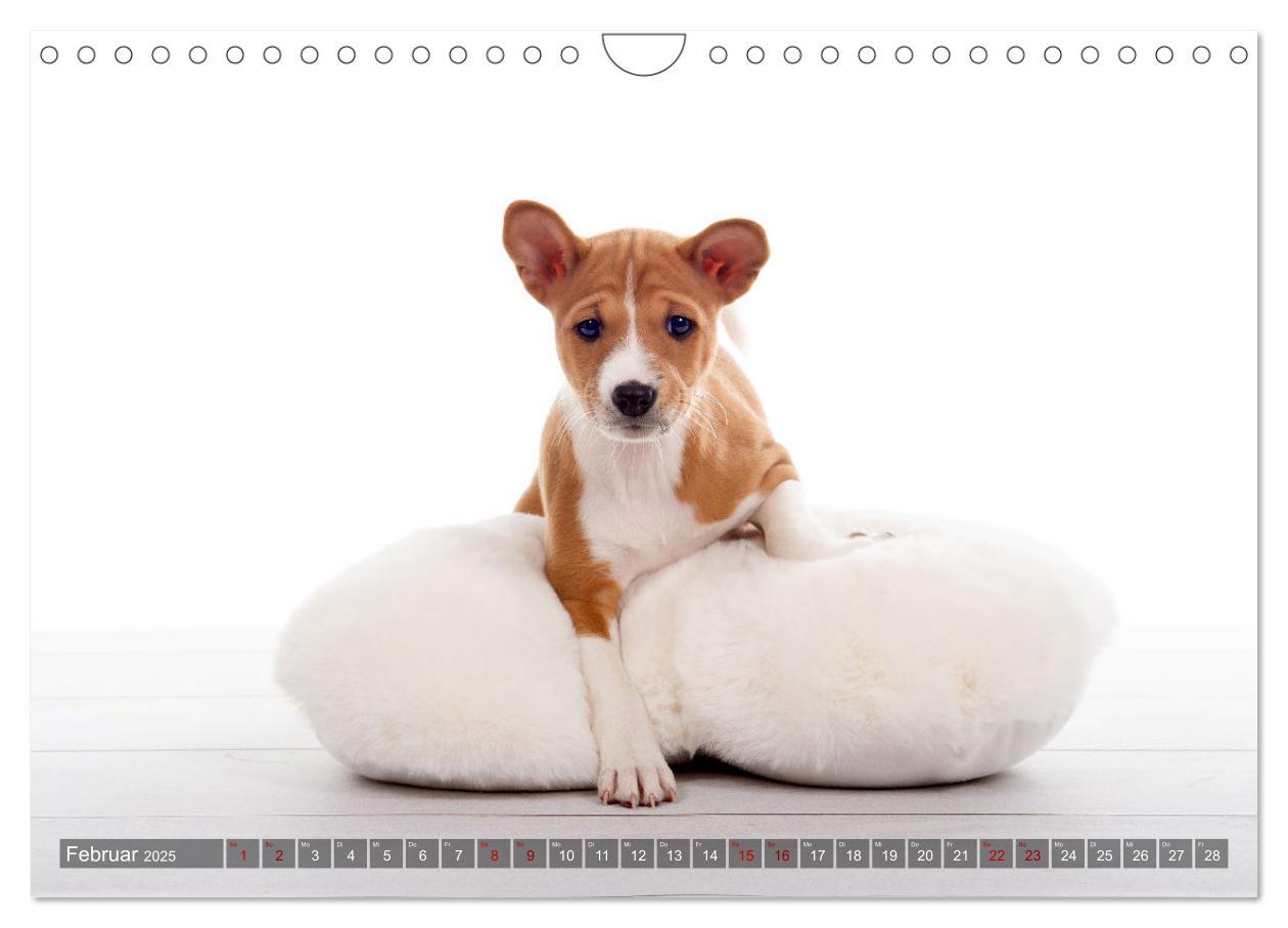 Bild: 9783435025978 | Coole Basenjis (Wandkalender 2025 DIN A4 quer), CALVENDO...