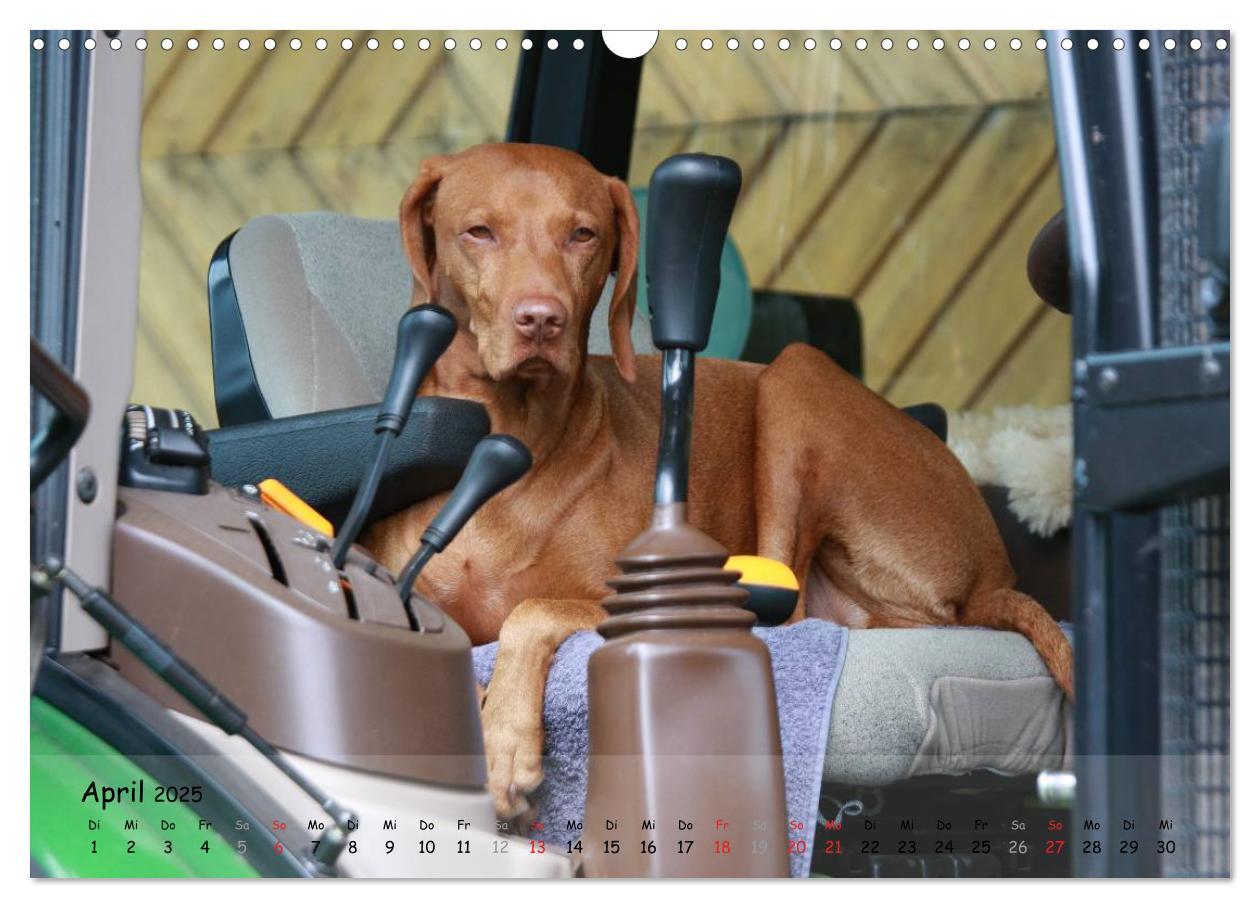 Bild: 9783435630356 | Magyar Vizsla - pure Lebensfreude (Wandkalender 2025 DIN A3 quer),...