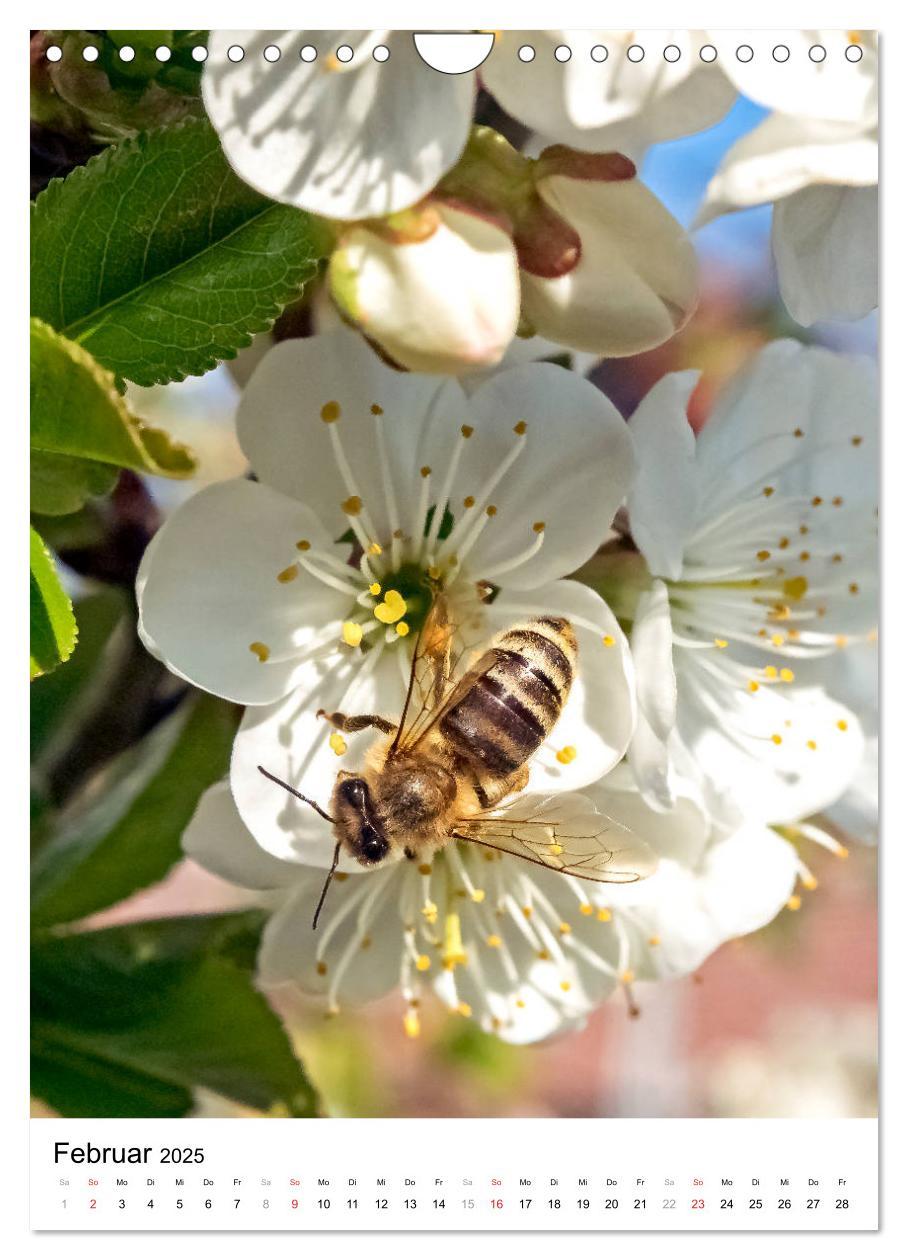 Bild: 9783435966653 | BIENEN - Kleine Nützlinge ganz nah (Wandkalender 2025 DIN A4 hoch),...