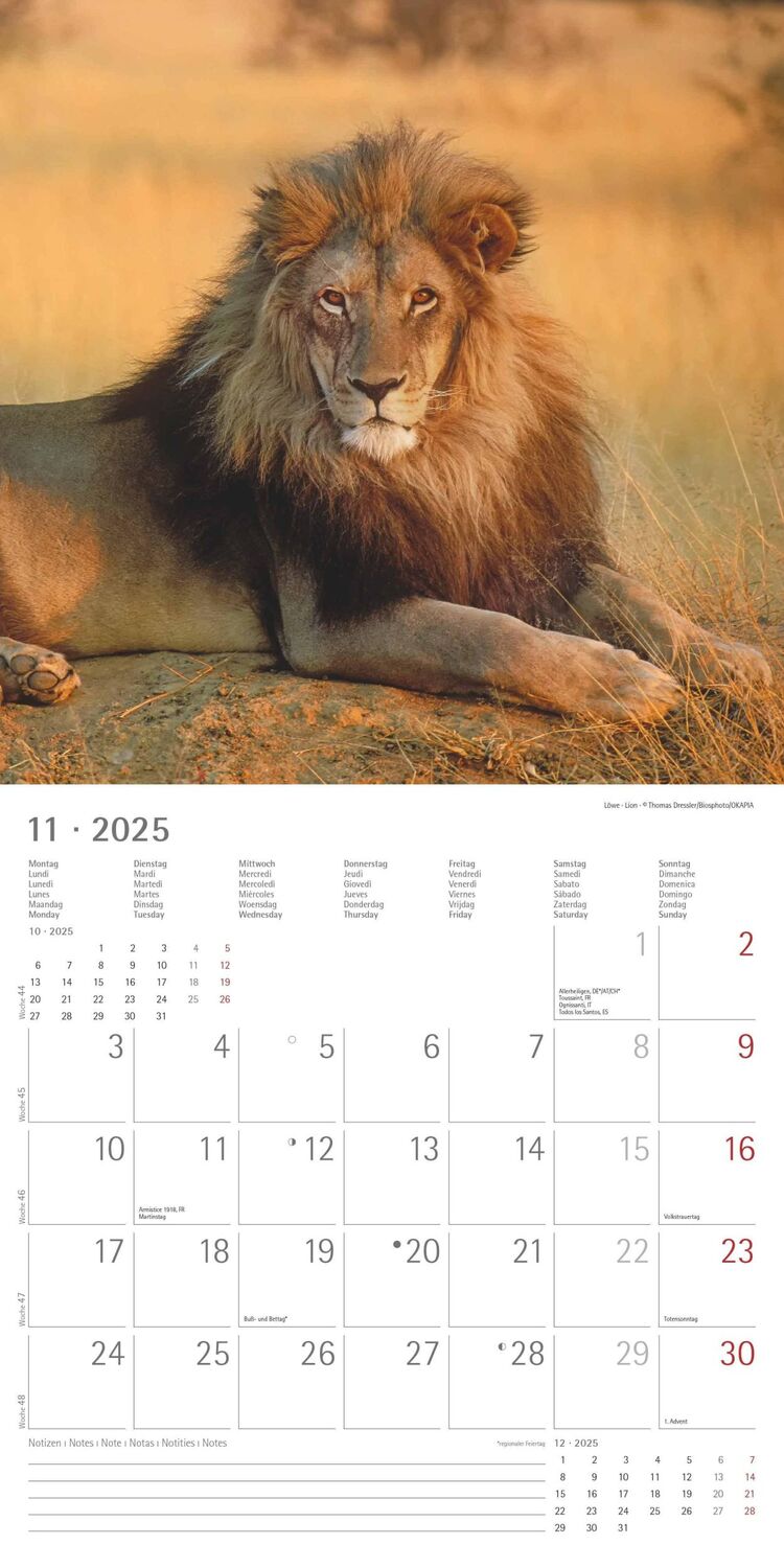 Bild: 4251732343057 | Großkatzen 2025 - Broschürenkalender 30x30 cm (30x60 geöffnet) -...