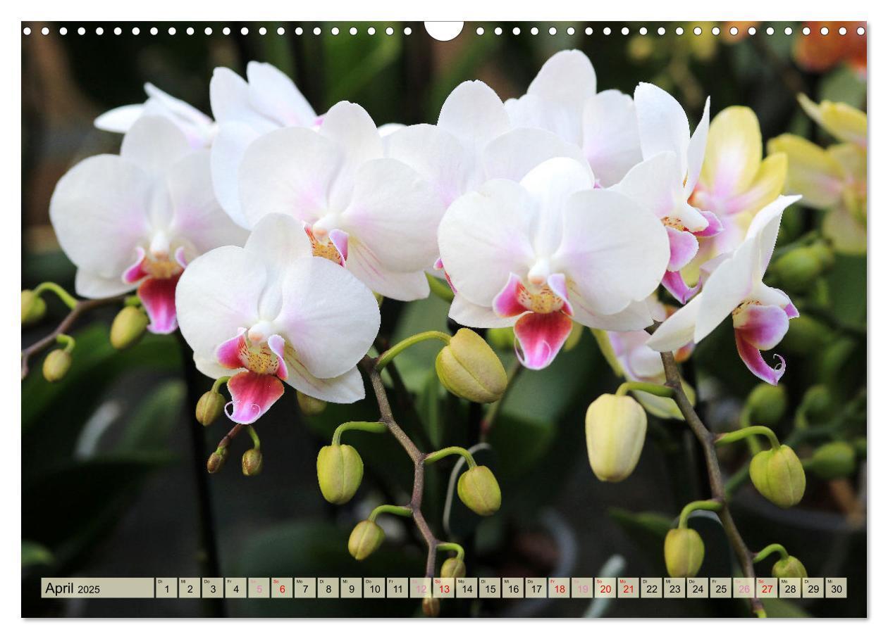 Bild: 9783383765087 | Beliebte Orchideen (Wandkalender 2025 DIN A3 quer), CALVENDO...