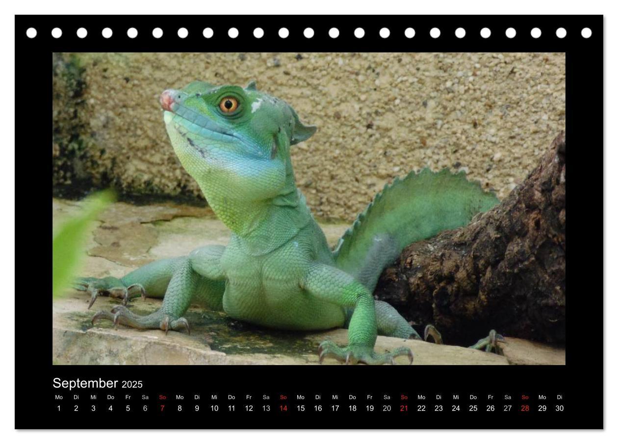 Bild: 9783435806256 | Faszinierende Reptilien (Tischkalender 2025 DIN A5 quer), CALVENDO...