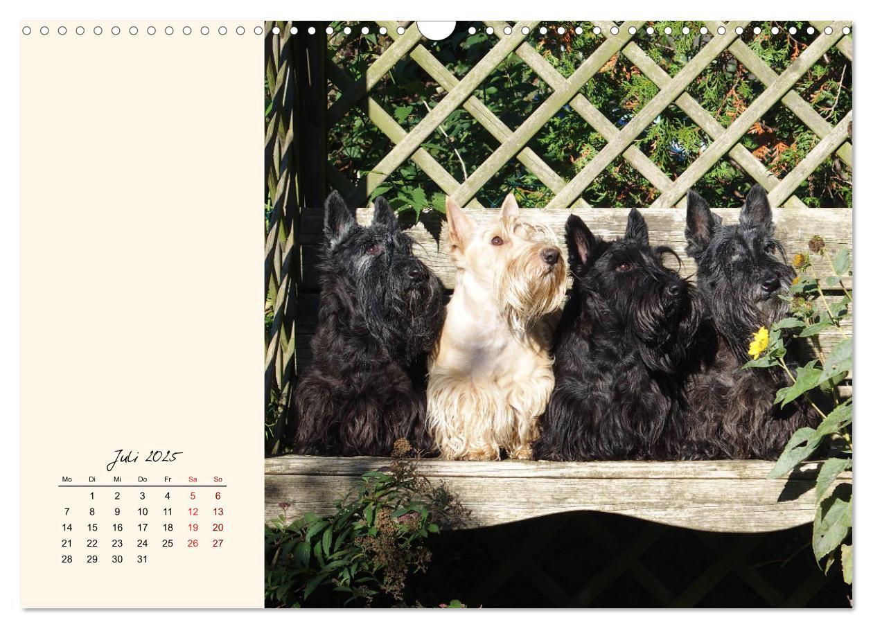 Bild: 9783435341672 | Scottish Terrier - Charmantes Rauhbein (Wandkalender 2025 DIN A3...