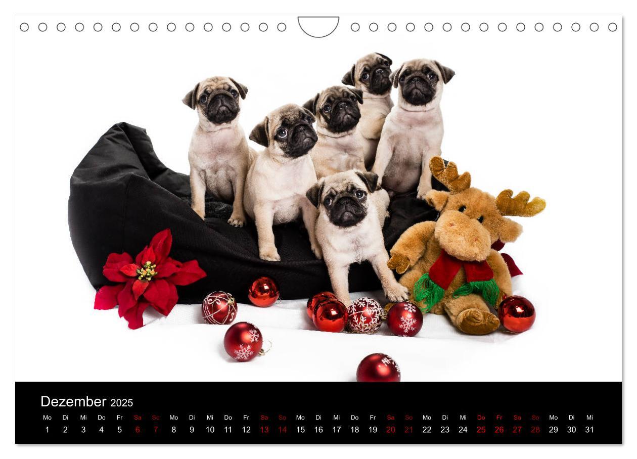 Bild: 9783435418428 | MÖPSE - tierische Momente im Fotostudio (Wandkalender 2025 DIN A4...