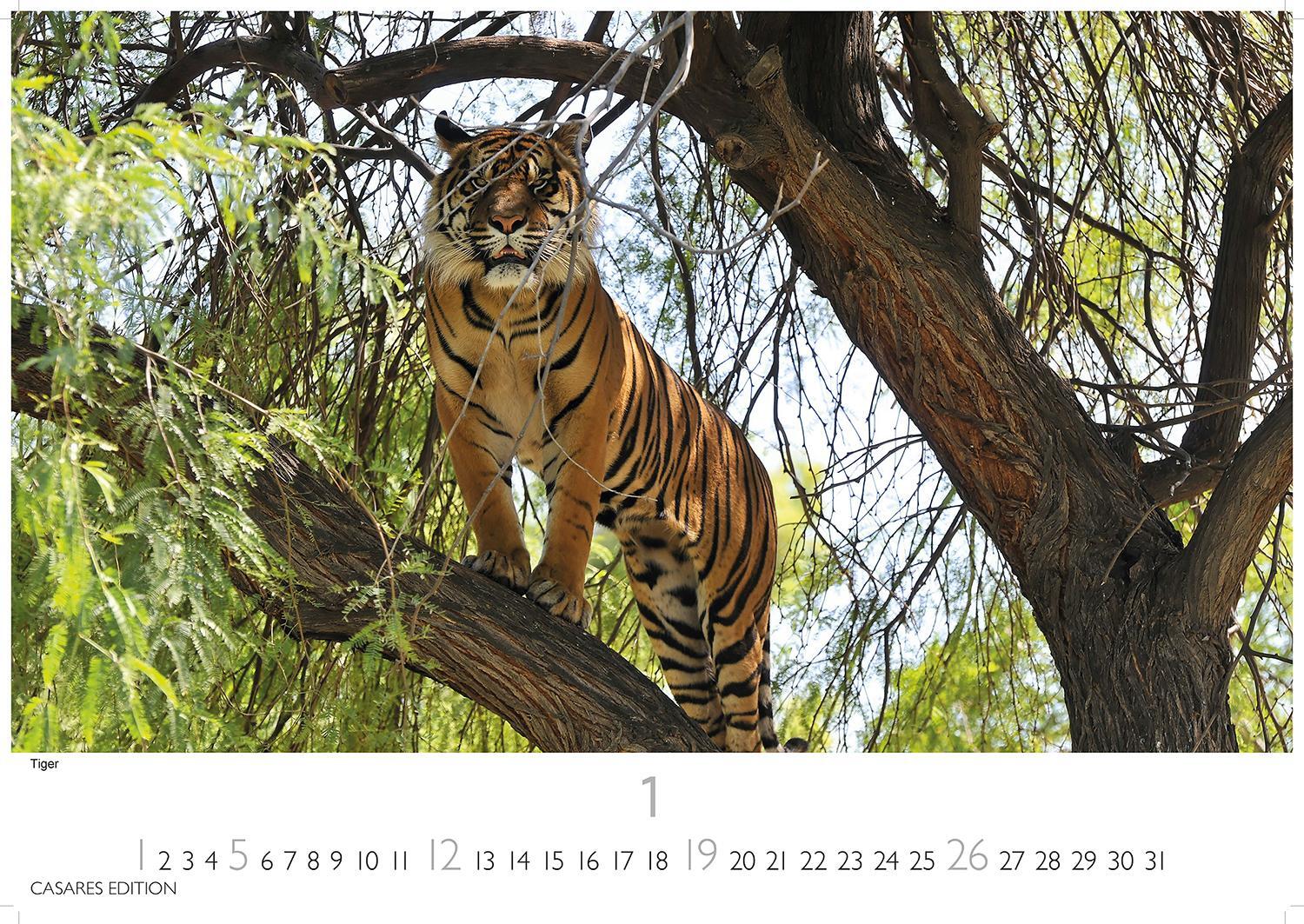 Bild: 9781835241240 | Big Cats 2025 L 35x50cm | Kalender | 14 S. | Deutsch | 2025