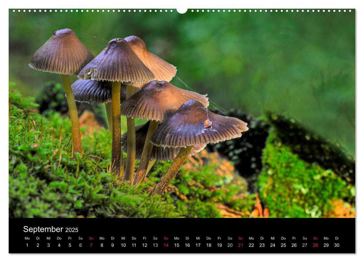 Bild: 9783435815920 | Naturpark Teutoburger Wald - Silberbach (Wandkalender 2025 DIN A2...