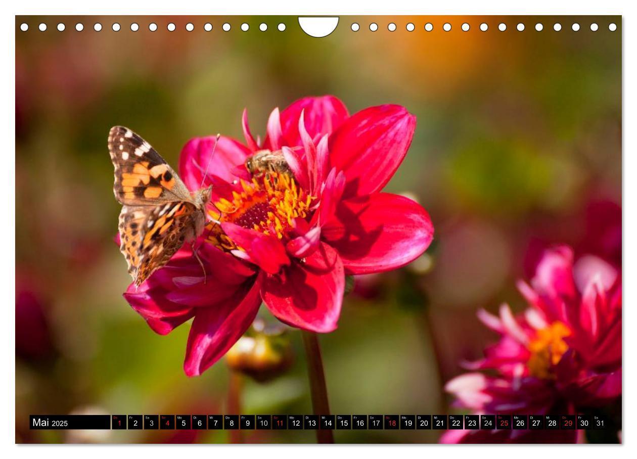 Bild: 9783435664047 | Dahlia - Dahlien (Wandkalender 2025 DIN A4 quer), CALVENDO...