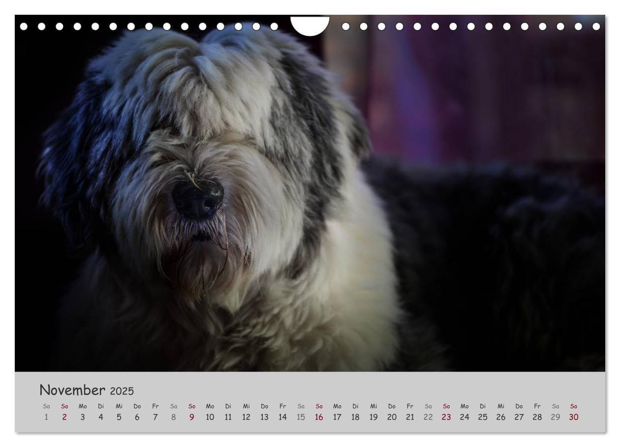 Bild: 9783435608393 | Ein Bobtail namens Miles (Wandkalender 2025 DIN A4 quer), CALVENDO...