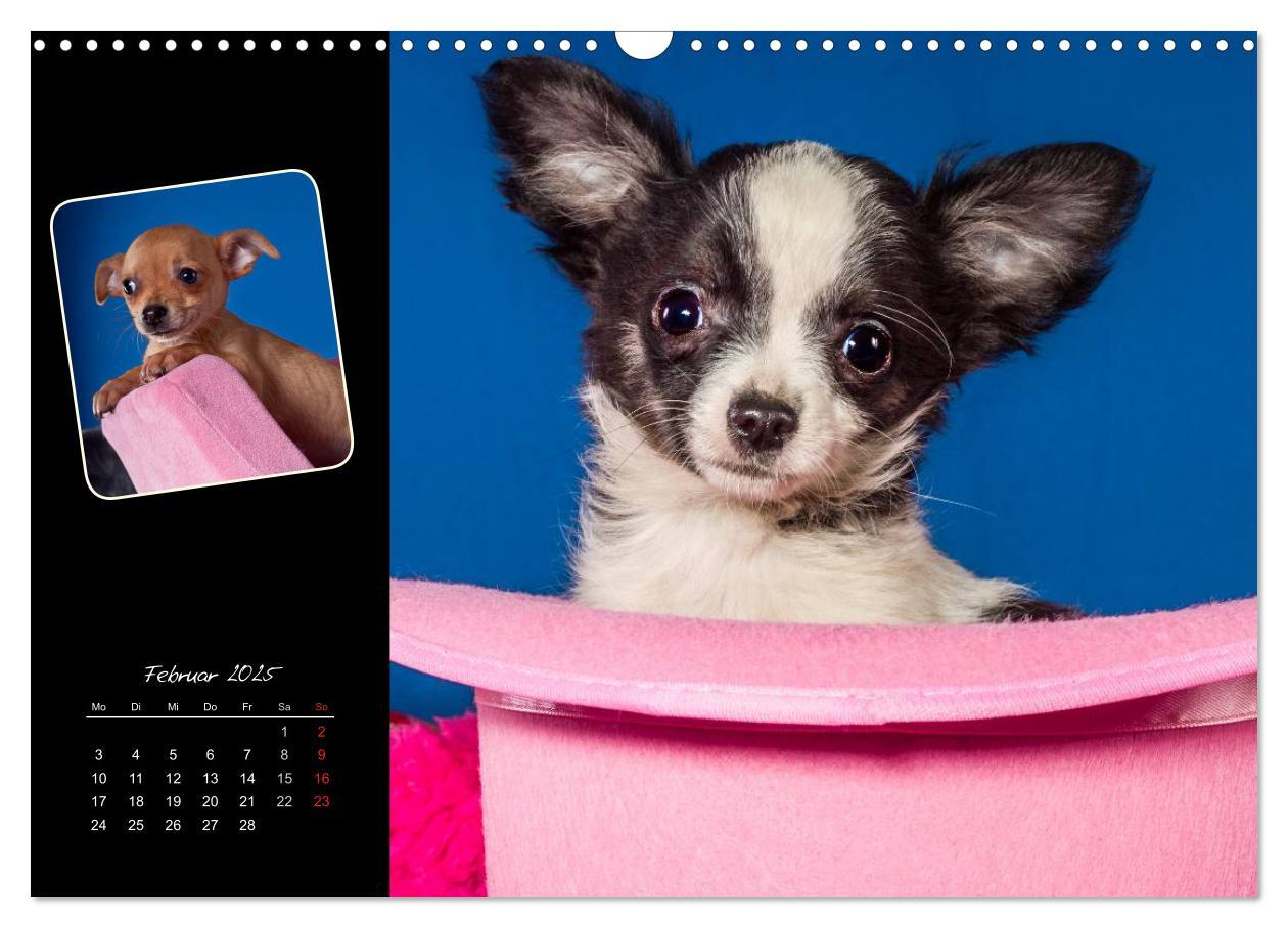 Bild: 9783435835294 | Chihuahua Welpen und Freunde (Wandkalender 2025 DIN A3 quer),...