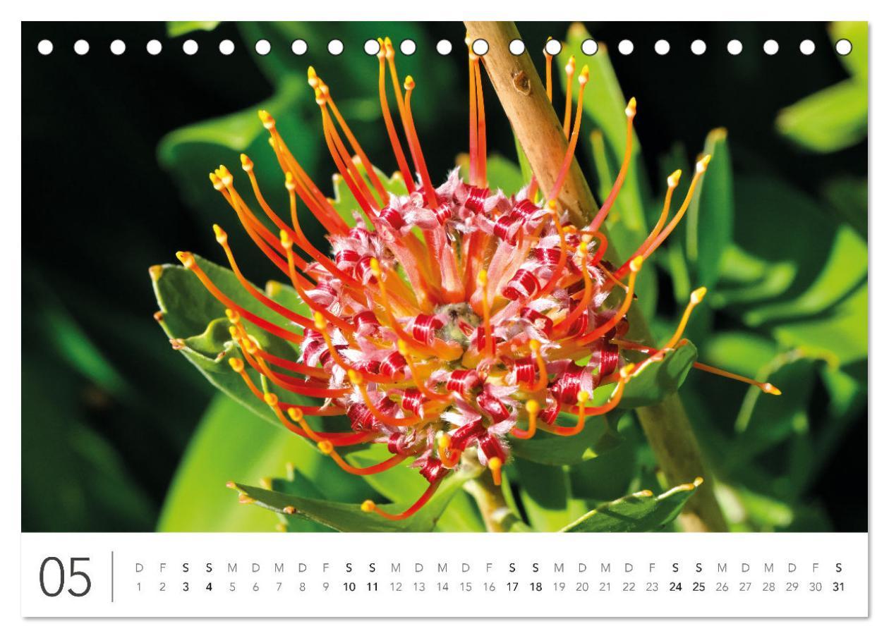 Bild: 9783383811111 | Südafrika Garden Route (Tischkalender 2025 DIN A5 quer), CALVENDO...