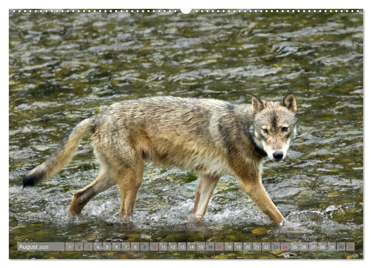 Bild: 9783435630899 | Bär, Wolf und Co - Tiere Nordamerikas (Wandkalender 2025 DIN A2...