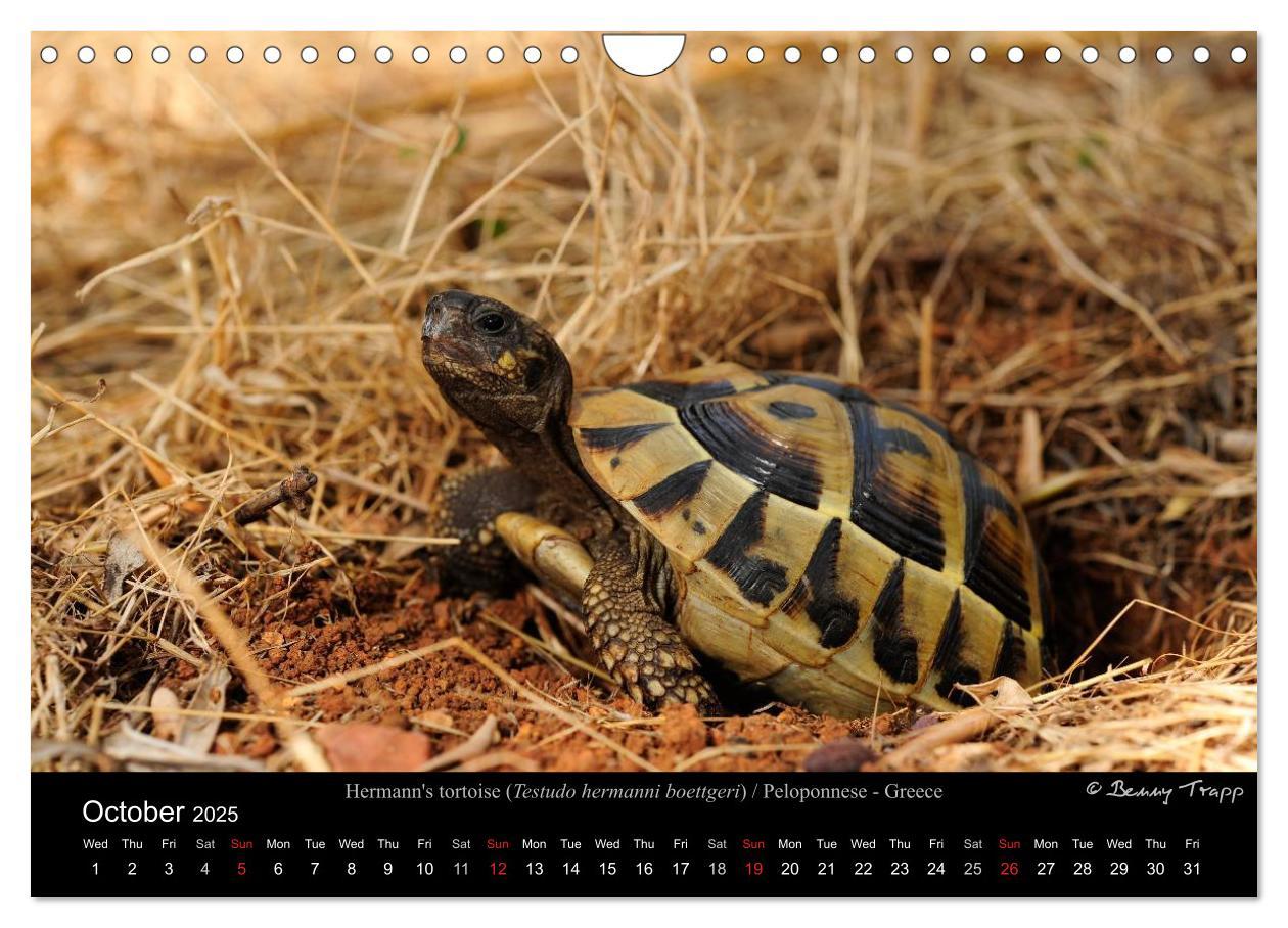 Bild: 9781325996001 | European Tortoises / UK-Version (Wall Calendar 2025 DIN A4...