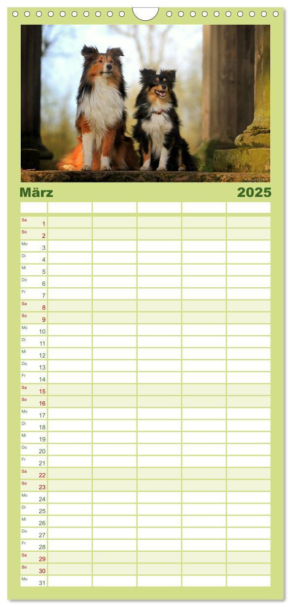 Bild: 9783457118955 | Familienplaner 2025 - Shelties 2025 mit 5 Spalten (Wandkalender, 21...