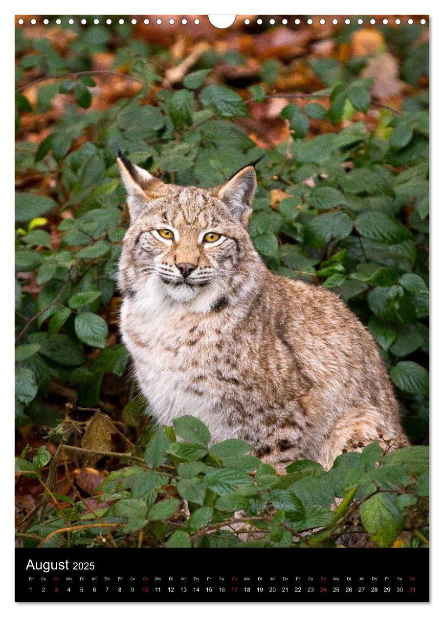 Bild: 9783457007044 | Der Luchs - Europas größte Samtpfote (Wandkalender 2025 DIN A3...