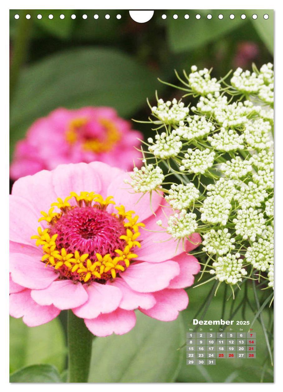 Bild: 9783435981908 | Zinnien im Garten (Wandkalender 2025 DIN A4 hoch), CALVENDO...