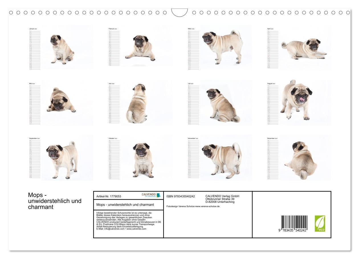 Bild: 9783435540242 | Mops - unwiderstehlich und charmant (Wandkalender 2025 DIN A3...