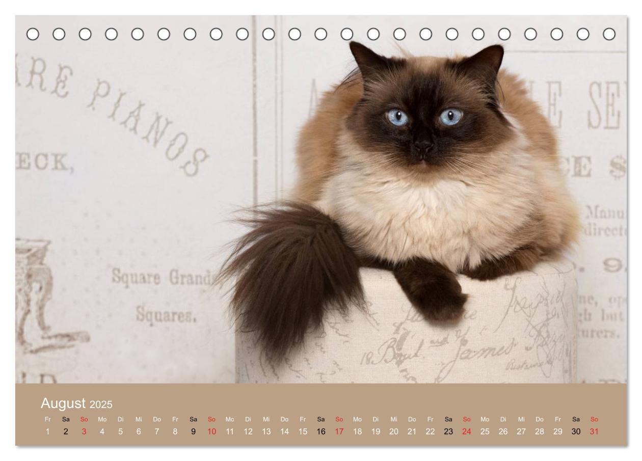 Bild: 9783435490943 | Verliebt in Ragdolls ... die sanfte Katzenrasse (Tischkalender 2025...