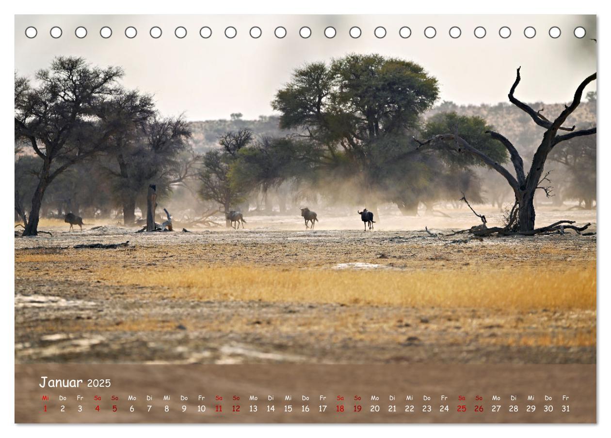 Bild: 9783435014521 | Kgalagadi - Fauna und Wildtiere in der Kalahari (Tischkalender 2025...