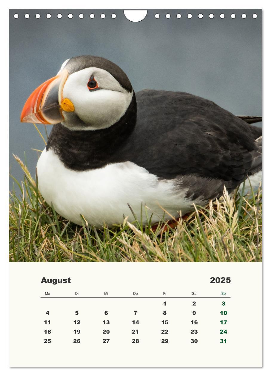 Bild: 9783435916832 | Papageientaucher in Island (Wandkalender 2025 DIN A4 hoch),...