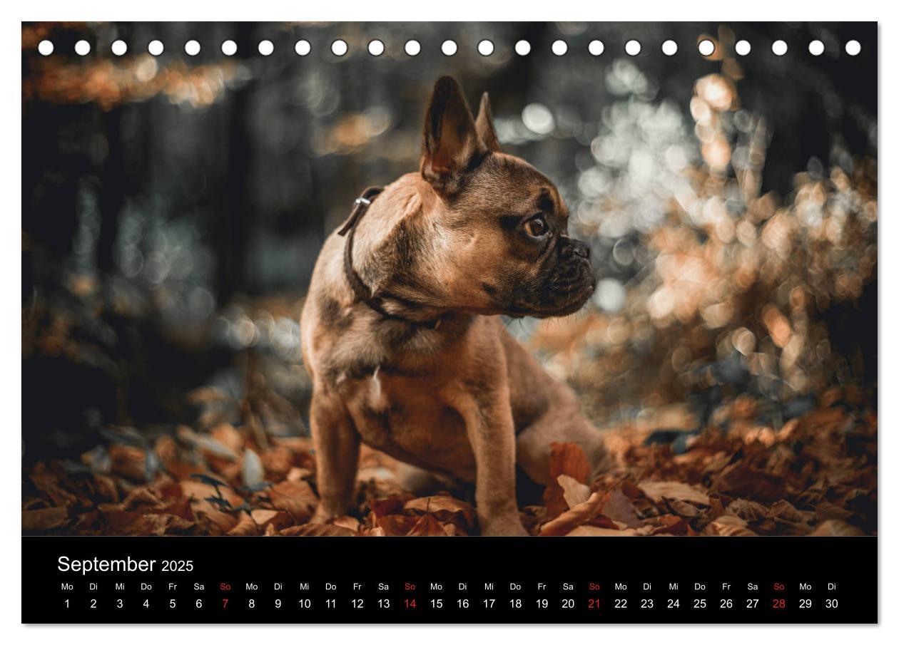 Bild: 9783435298372 | French Bulldog aktiv, verspielt, sportlich (Tischkalender 2025 DIN...