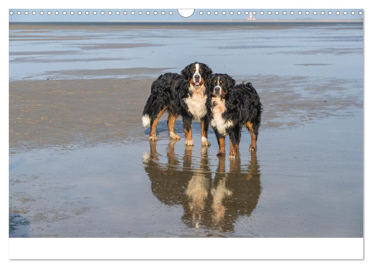 Bild: 9783435659418 | Liebling BERNER SENNENHUND (Wandkalender 2025 DIN A3 quer),...