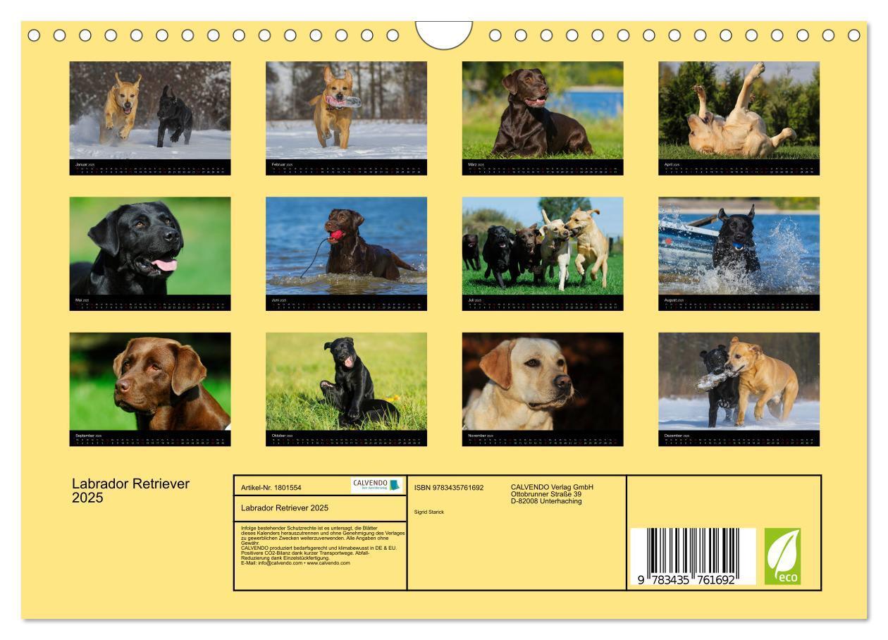 Bild: 9783435761692 | Labrador Retriever 2025 (Wandkalender 2025 DIN A4 quer), CALVENDO...