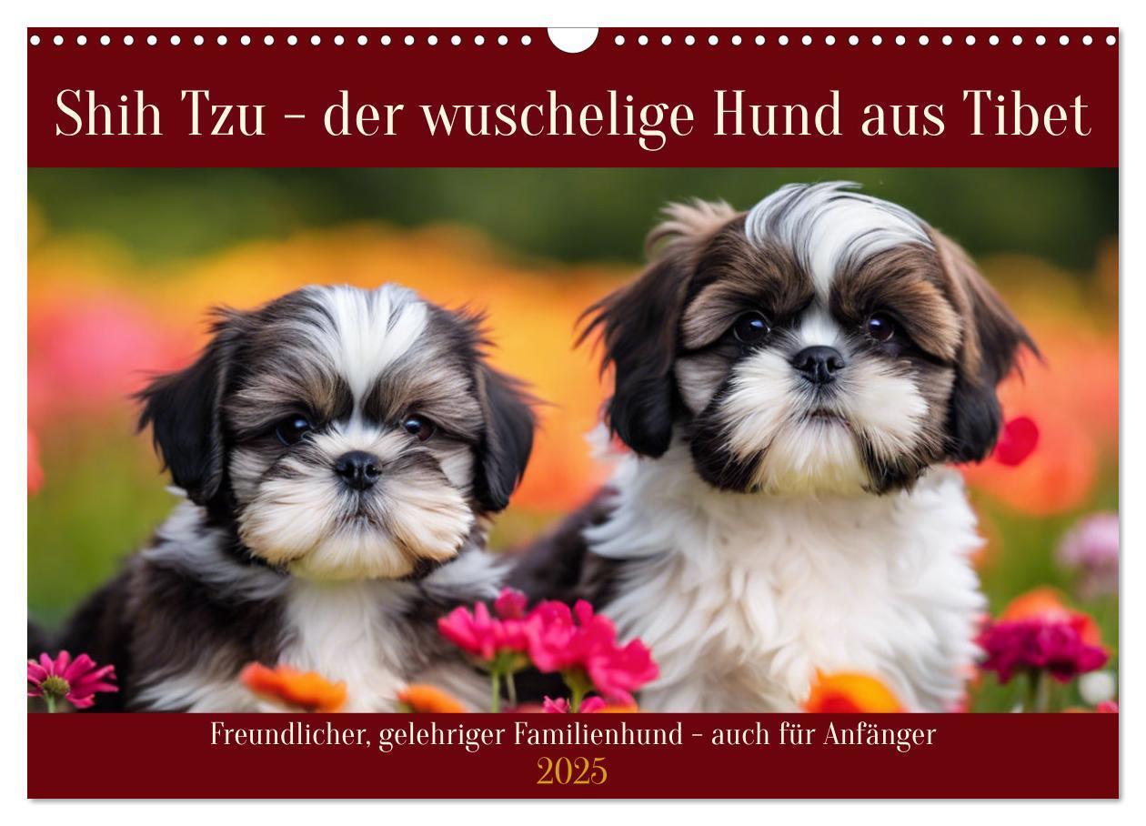 Cover: 9783435646555 | Shih Tzu - der wuschelige Hund aus Tibet (Wandkalender 2025 DIN A3...