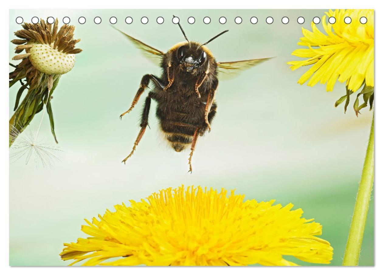 Bild: 9783435219681 | Sechs Beine in der Luft - Wildbienen im Flug (Tischkalender 2025...