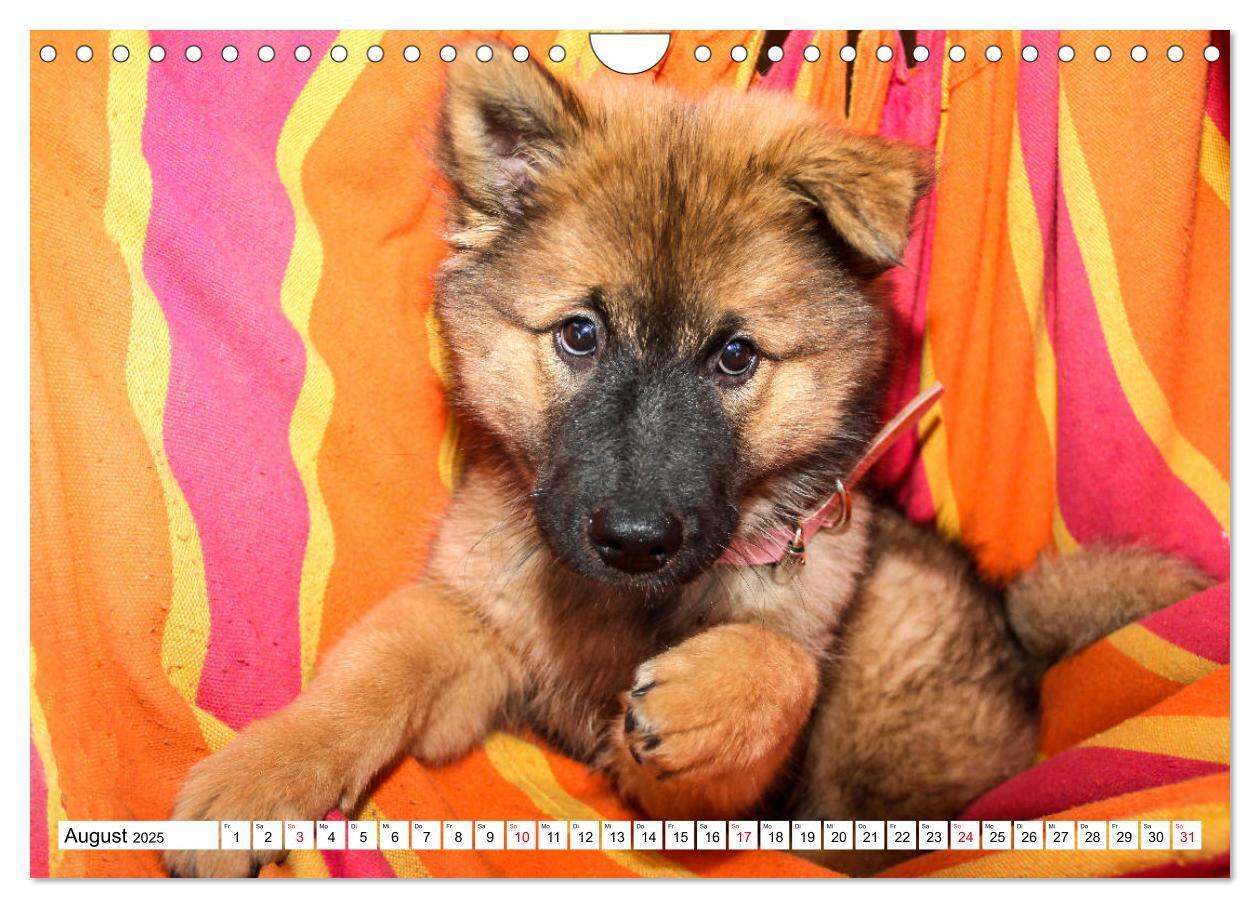 Bild: 9783435335909 | Eurasier, der Hund im Wolfspelz (Wandkalender 2025 DIN A4 quer),...