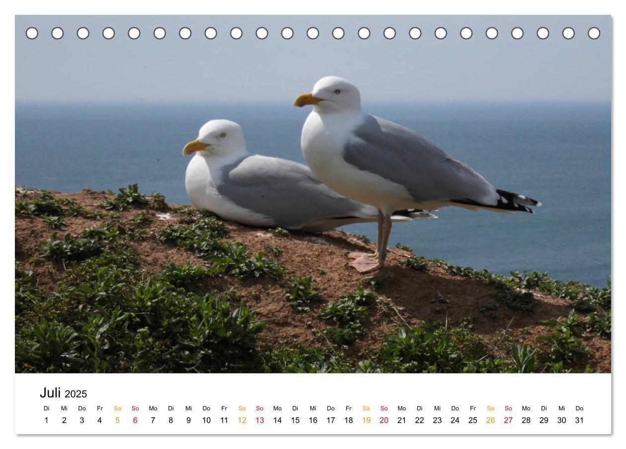 Bild: 9783435402922 | Helgoland Kalender (Tischkalender 2025 DIN A5 quer), CALVENDO...