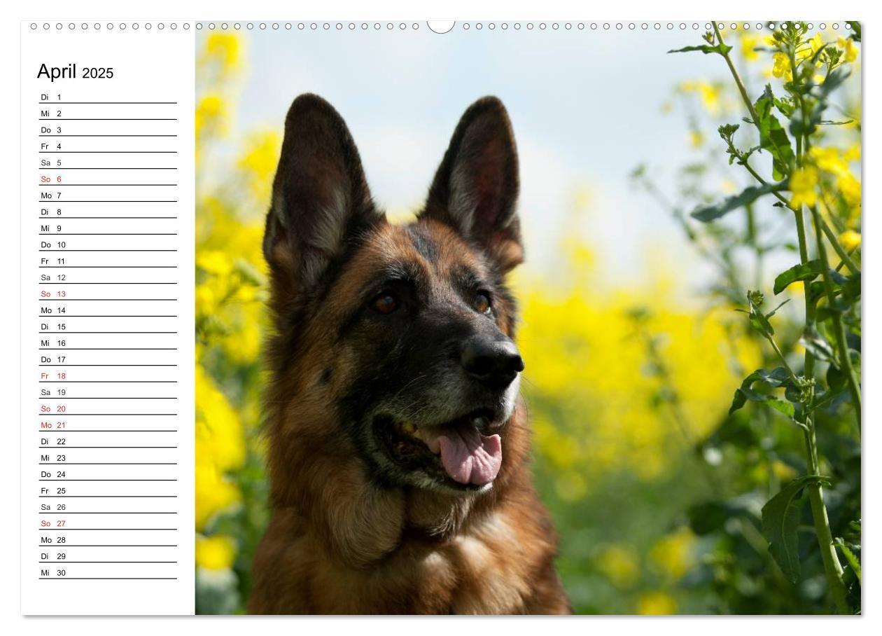 Bild: 9783435473465 | Deutsche Schäferhunde - Liebenswerte Graunasen (Wandkalender 2025...