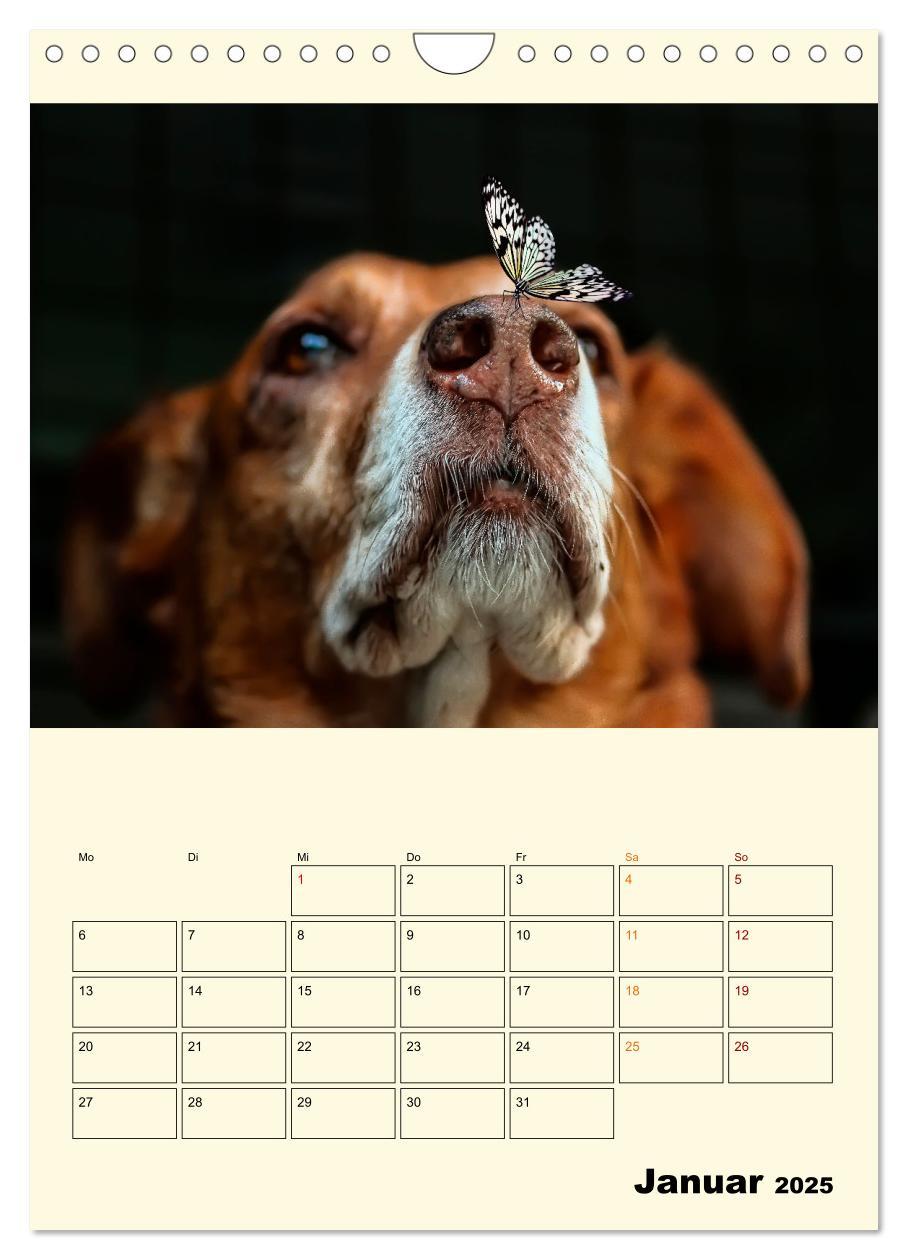 Bild: 9783435904563 | Lustig verrückt - der Tierkalender (Wandkalender 2025 DIN A4 hoch),...