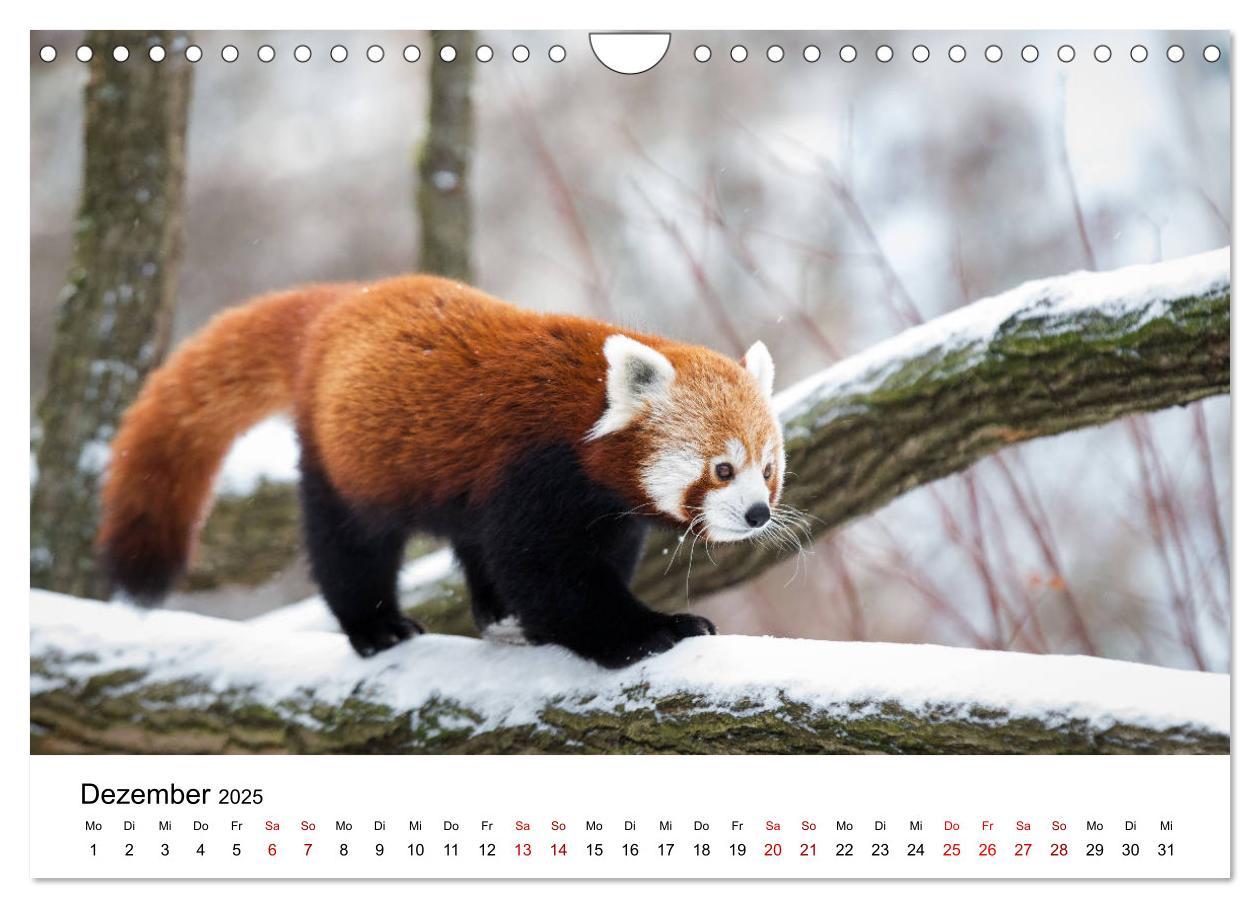 Bild: 9783435330706 | Rote Pandas - geschickte Kletterer (Wandkalender 2025 DIN A4 quer),...