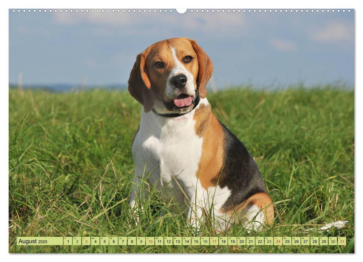 Bild: 9783435573707 | Beagle - Herz auf 4 Pfoten (hochwertiger Premium Wandkalender 2025...