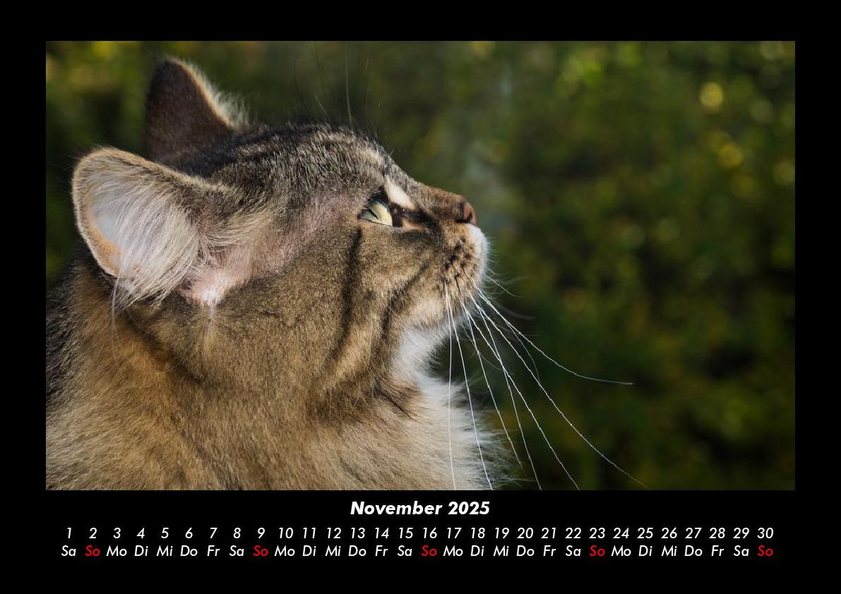 Bild: 9783755980223 | Haustierkalender 2025 Fotokalender DIN A3 | Tobias Becker | Kalender