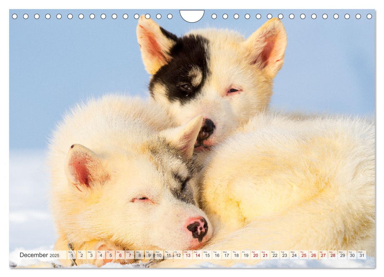 Bild: 9781325937998 | Greenland Dog - The Sled Dogs of Northern Greenland (Wall Calendar...