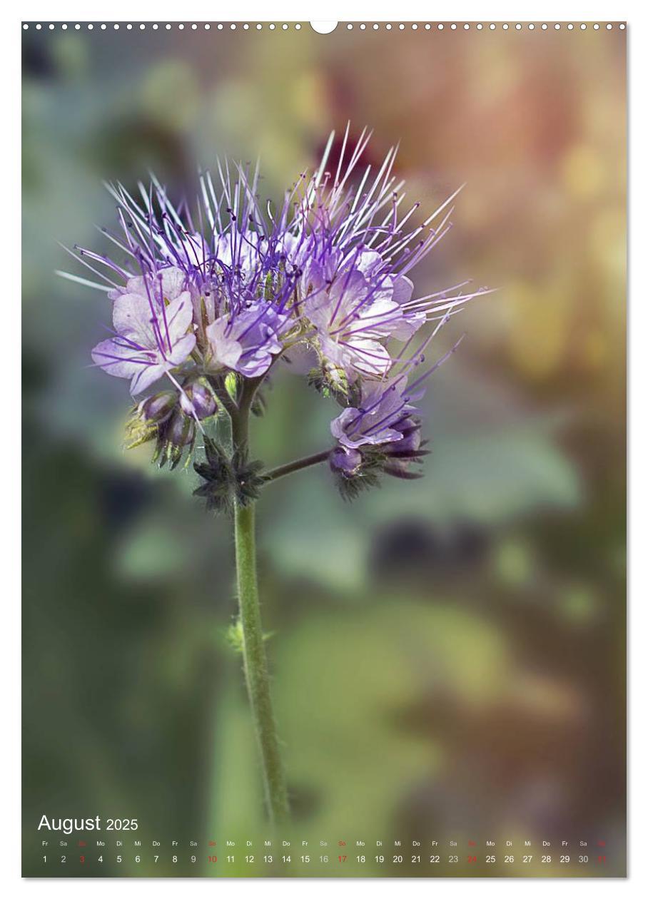 Bild: 9783457017319 | NATUR PUR Kleine Blumen am Wegesrand (Wandkalender 2025 DIN A2...