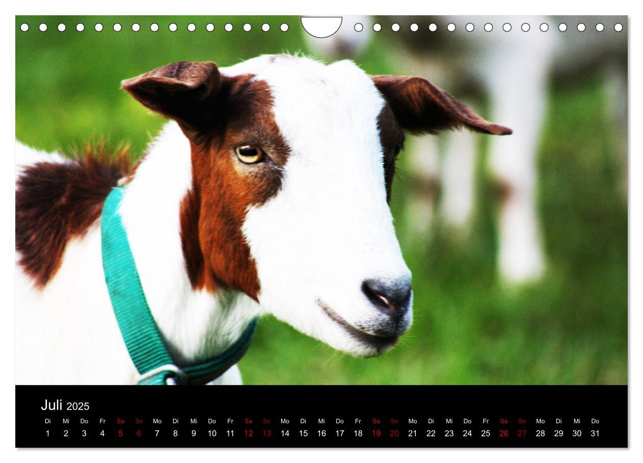 Bild: 9783435394340 | Eulhof (Wandkalender 2025 DIN A4 quer), CALVENDO Monatskalender | 2025