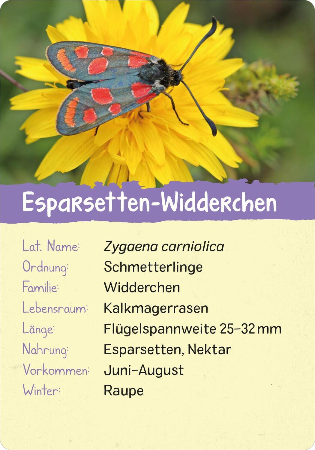 Bild: 9783845856575 | Naturforscher-Kids - Insekten | 50 Karten | Miriam Scholz | Buch