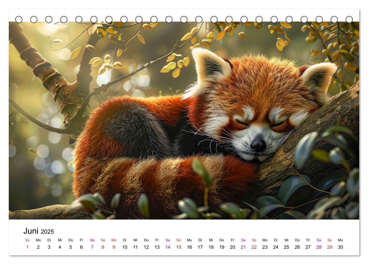 Bild: 9783457137208 | Der Rote Panda (Tischkalender 2025 DIN A5 quer), CALVENDO...