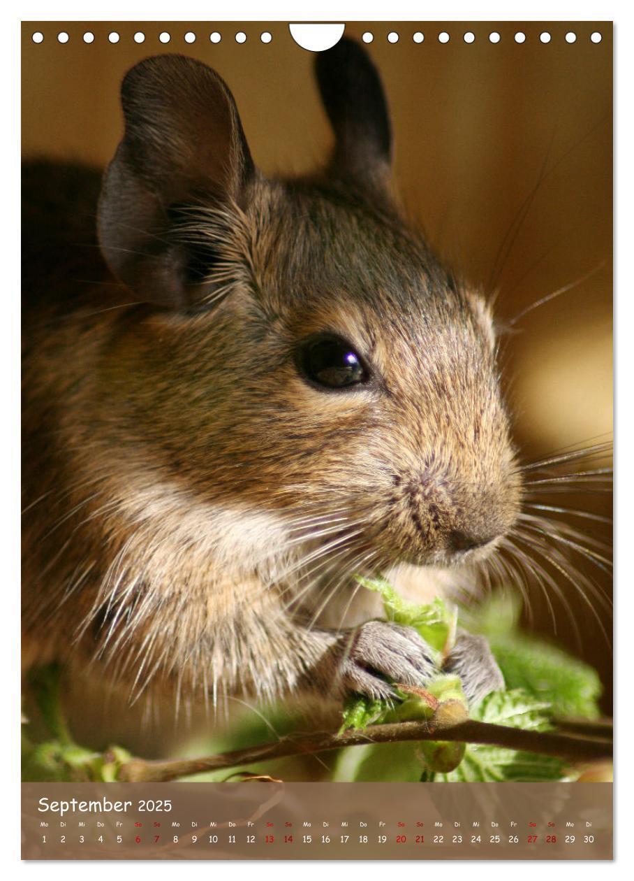 Bild: 9783435865277 | Degus - Winzlinge mit großem Herz (Wandkalender 2025 DIN A4 hoch),...