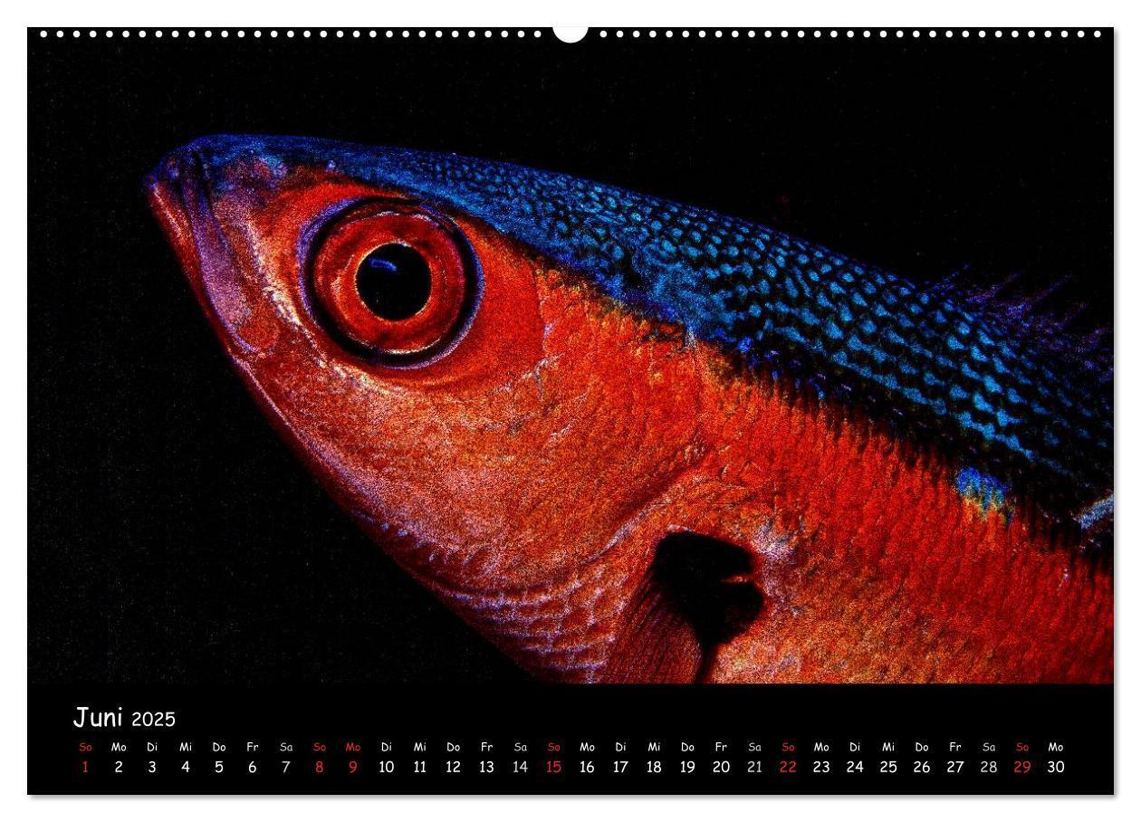 Bild: 9783435705153 | Die Welt unter Wasser (Wandkalender 2025 DIN A2 quer), CALVENDO...